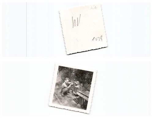 Hund weener - ,